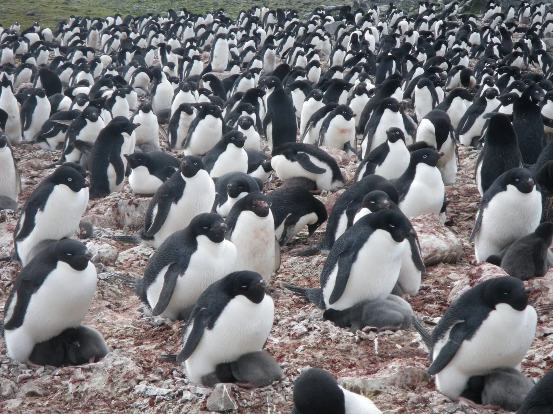 Satellite Images of Pengiun Poo Reveal Climate Change's Impact on the Species